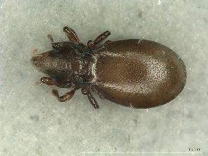  (Tetracondylidae - A_Mite936)  @11 [ ] CreativeCommons  Attribution (by) (2025) Sylvia Schaeffer University of Graz, Institute of Biology