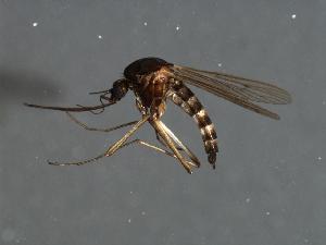  (Aedes hexodontus - 07PROBE-04191)  @14 [ ] CreativeCommons - Attribution (2010) CBG Photography Group Centre for Biodiversity Genomics