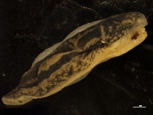  ( - BZ_Linz-2015_925_29)  @11 [ ] Copyright (2018) Kruckenhauser L. Natural History Museum Vienna