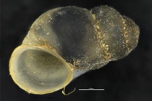  (Bythinella opaca - ABOL-557_1)  @11 [ ] Copyright (c) (2018) Kruckenhauser L. Natural History Museum Vienna