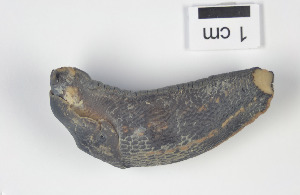  ( - AL-7293)  @11 [ ] Copyright (2018) Kruckenhauser L. Natural History Museum Vienna