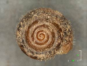  ( - AL-7298)  @11 [ ] Copyright (2018) Kruckenhauser L. Natural History Museum Vienna