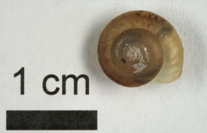  ( - AL-7302)  @11 [ ] Copyright (2018) Kruckenhauser L. Natural History Museum Vienna