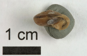  ( - AL-7302)  @11 [ ] Copyright (2018) Kruckenhauser L. Natural History Museum Vienna