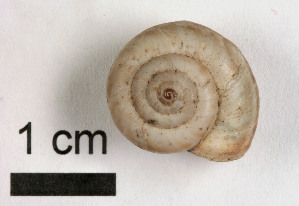  (Cernuella neglecta - AL-7319)  @11 [ ] Copyright (2018) Kruckenhauser L. Natural History Museum Vienna