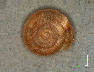  ( - AL-7331)  @11 [ ] Copyright (2018) Kruckenhauser L. Natural History Museum Vienna