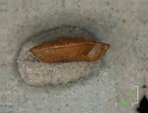  ( - AL-7331)  @11 [ ] Copyright (2018) Kruckenhauser L. Natural History Museum Vienna