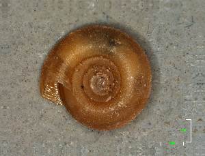  ( - AL-7331)  @11 [ ] Copyright (2018) Kruckenhauser L. Natural History Museum Vienna