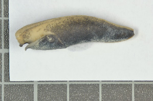  ( - AL-7372)  @11 [ ] Copyright (2018) Kruckenhauser L. Natural History Museum Vienna