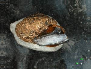  ( - AL-7437)  @11 [ ] Copyright (2018) Kruckenhauser L. Natural History Museum Vienna