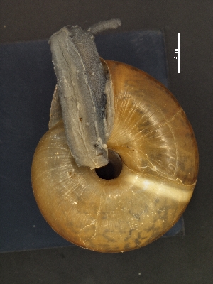  (Chilostoma illyricum - AL-7457)  @11 [ ] Copyright (2018) Kruckenhauser L. Natural History Museum Vienna