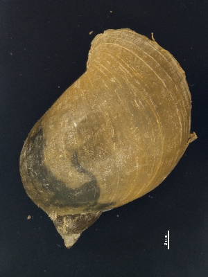  ( - AL-7713)  @11 [ ] Copyright (2018) Kruckenhauser L. Natural History Museum Vienna