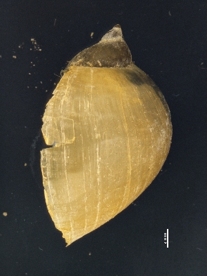  ( - AL-7713)  @11 [ ] Copyright (2018) Kruckenhauser L. Natural History Museum Vienna