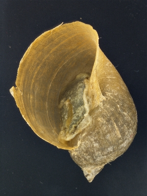  ( - AL-7713)  @11 [ ] Copyright (2018) Kruckenhauser L. Natural History Museum Vienna