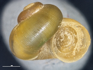  ( - AL-7775)  @11 [ ] Copyright (2018) Kruckenhauser L. Natural History Museum Vienna