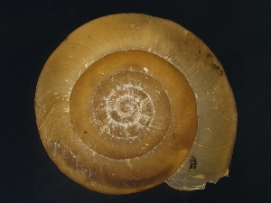  ( - AL-7971)  @11 [ ] Copyright (2018) Kruckenhauser L. Natural History Museum Vienna