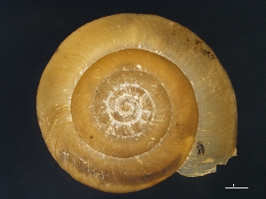  ( - AL-7971)  @11 [ ] Copyright (2018) Kruckenhauser L. Natural History Museum Vienna