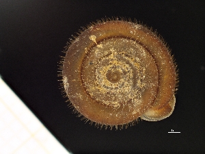  ( - AL-8050)  @11 [ ] Copyright (2018) Kruckenhauser L. Natural History Museum Vienna