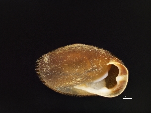  ( - AL-8050)  @11 [ ] Copyright (2018) Kruckenhauser L. Natural History Museum Vienna