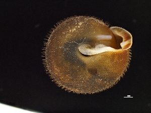  ( - AL-8050)  @11 [ ] Copyright (2018) Kruckenhauser L. Natural History Museum Vienna