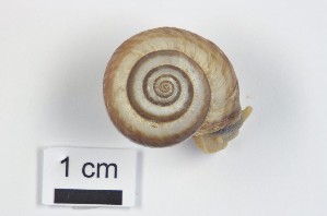  ( - Mollusca NHMW-107778_1)  @11 [ ] Copyright (2018) Kruckenhauser L. Natural History Museum Vienna