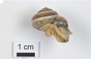  ( - Mollusca NHMW-107778_1)  @11 [ ] Copyright (2018) Kruckenhauser L. Natural History Museum Vienna