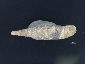  ( - Mollusca NHMW-74249_1)  @11 [ ] Copyright (2018) Kruckenhauser L. Natural History Museum Vienna