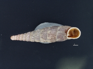  (Macrogastra densestriata - Mollusca NHMW-74249_1)  @11 [ ] Copyright (2018) Kruckenhauser L. Natural History Museum Vienna