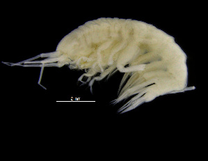  ( - ZMBN_103998)  @11 [ ] CreativeCommons - Attribution Non-Commercial Share-Alike (2015) University of Bergen University of Bergen, Natural History Collections