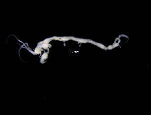  (Caprella cf. ciliata - ZMBN_104004)  @11 [ ] CreativeCommons - Attribution Non-Commercial Share-Alike (2015) University of Bergen University of Bergen, Natural History Collections