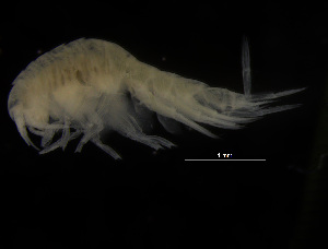  ( - ZMBN_104039)  @11 [ ] CreativeCommons - Attribution Non-Commercial Share-Alike (2015) University of Bergen University of Bergen, Natural History Collections