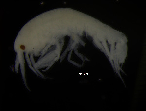  ( - ZMBN_104046)  @12 [ ] CreativeCommons - Attribution Non-Commercial Share-Alike (2015) University of Bergen University of Bergen, Natural History Collections