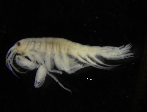  ( - ZMBN_104051)  @11 [ ] CreativeCommons - Attribution Non-Commercial Share-Alike (2015) University of Bergen University of Bergen, Natural History Collections