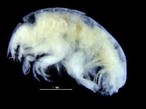  ( - ZMBN_104496)  @12 [ ] CreativeCommons - Attribution Non-Commercial Share-Alike (2015) UoB, Norway University of Bergen, Natural History Collections