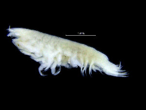 ( - ZMBN_104526)  @12 [ ] CreativeCommons - Attribution Non-Commercial Share-Alike (2015) UoB, Norway University of Bergen, Natural History Collections