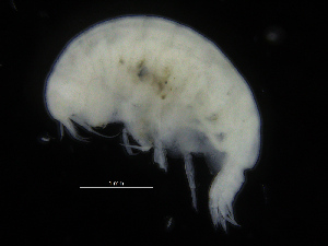  (Tryphosella sp1Pans - ZMBN_108162)  @11 [ ] CreativeCommons - Attribution Non-Commercial Share-Alike (2016) University of Bergen Natural History Collections