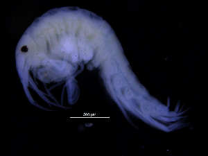  ( - ZMBN_112499)  @11 [ ] CreativeCommons - Attribution Non-Commercial Share-Alike (2017) University of Bergen Natural History Collections