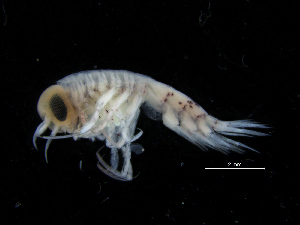  ( - ZMBN_112501)  @11 [ ] CreativeCommons - Attribution Non-Commercial Share-Alike (2017) University of Bergen Natural History Collections