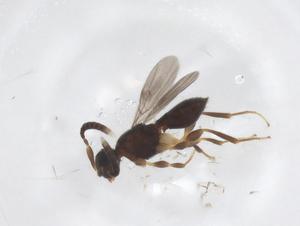  (Neuroscelio storeyi - CBG-A61317-D08)  @11 [ ] CreativeCommons - Attribution Share - Alike (2025) Centre for Biodiversity Genomics Centre for Biodiversity Genomics