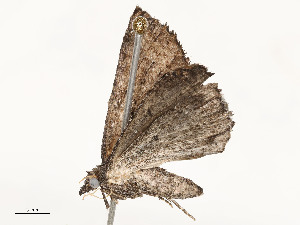  ( - CBG-A62887-D07)  @11 [ ] CreativeCommons - Attribution Share - Alike (2025) CBG Photography Group Centre for Biodiversity Genomics