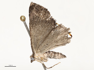  ( - CBG-A62887-D11)  @11 [ ] CreativeCommons - Attribution Share - Alike (2025) CBG Photography Group Centre for Biodiversity Genomics