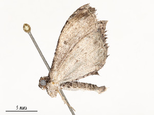 ( - CBG-A62887-E01)  @11 [ ] CreativeCommons - Attribution Share - Alike (2025) CBG Photography Group Centre for Biodiversity Genomics