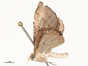  ( - CBG-A62887-E06)  @11 [ ] CreativeCommons - Attribution Share - Alike (2025) CBG Photography Group Centre for Biodiversity Genomics