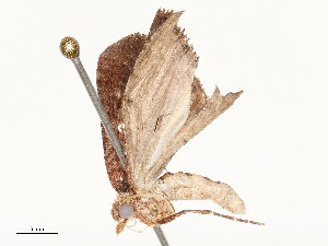  ( - CBG-A62887-E07)  @11 [ ] CreativeCommons - Attribution Share - Alike (2025) CBG Photography Group Centre for Biodiversity Genomics