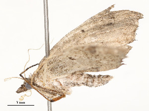  ( - CBG-A62888-C05)  @11 [ ] CreativeCommons - Attribution Share - Alike (2025) CBG Photography Group Centre for Biodiversity Genomics