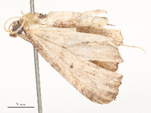  ( - CBG-A62888-C08)  @11 [ ] CreativeCommons - Attribution Share - Alike (2025) CBG Photography Group Centre for Biodiversity Genomics