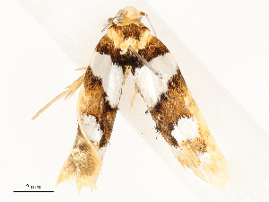  ( - CBG-A62890-F09)  @11 [ ] CreativeCommons - Attribution Share - Alike (2025) CBG Photography Group Centre for Biodiversity Genomics