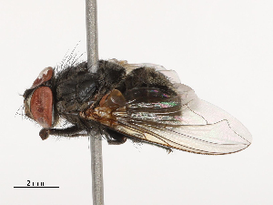  (Onesia tibialis - CBG-B04683-A01)  @11 [ ] CreativeCommons - Attribution Share - Alike (2025) CBG Photography Group Centre for Biodiversity Genomics