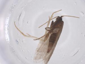  ( - CBG-B04773-D09)  @11 [ ] CreativeCommons - Attribution Share - Alike (2025) Centre for Biodiversity Genomics Centre for Biodiversity Genomics