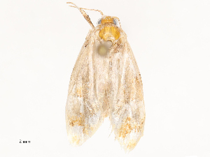  ( - CBG-B04792-B04)  @11 [ ] CreativeCommons - Attribution Share - Alike (2025) CBG Photography Group Centre for Biodiversity Genomics